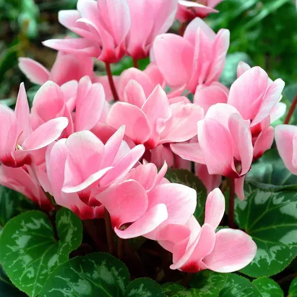 Cyclemen_Flower_Plant_Baby_Pink