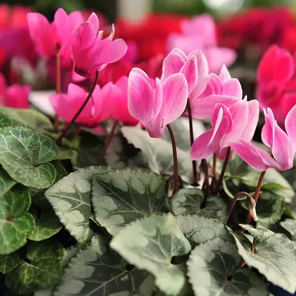 Cyclemen_Flower_Plant_Baby_Pink