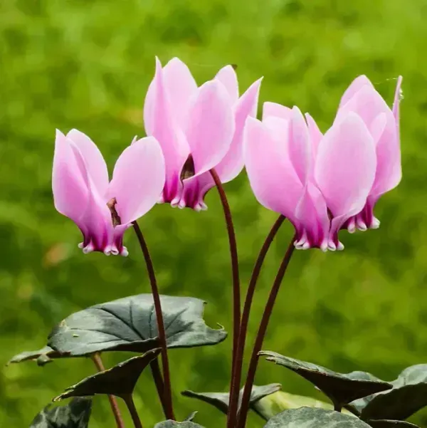 Cyclemen_Flower_Plant_Baby_Pink