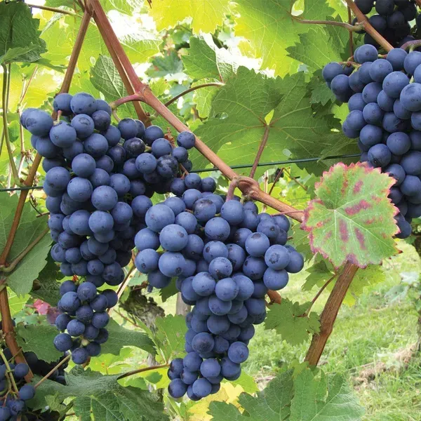 Black_Grapes_Fruit_Plant_For_Home_Garden