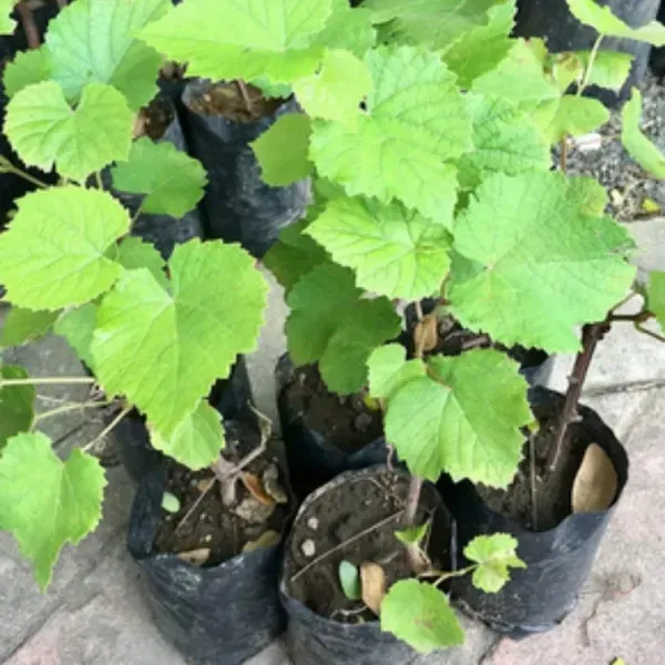 Black_Grapes_Fruit_Plant_For_Home_Garden