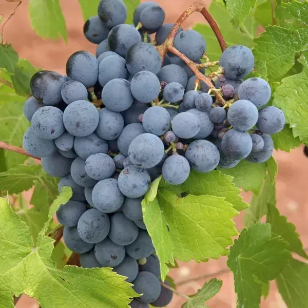 Black_Grapes_Fruit_Plant_For_Home_Garden