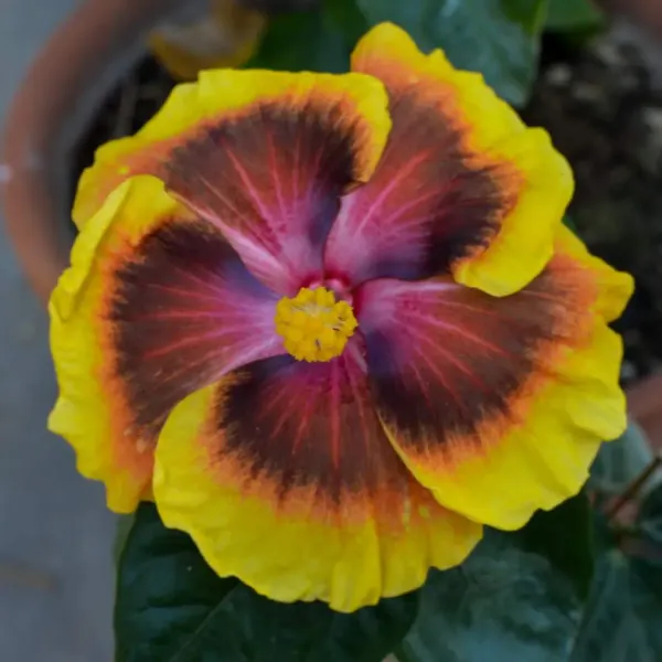 Australian_Variety_Grafted_Hibiscus_Flower_Plant
