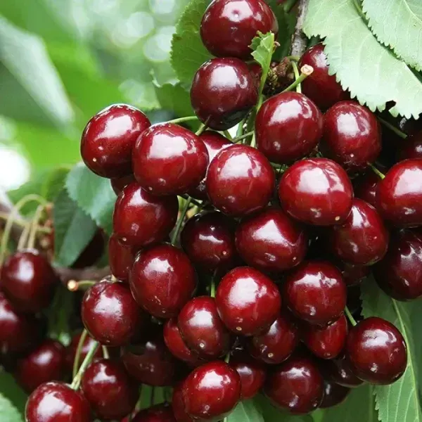 Malyan_Cherry_Grafted_Hybrid_Fruit_Plant