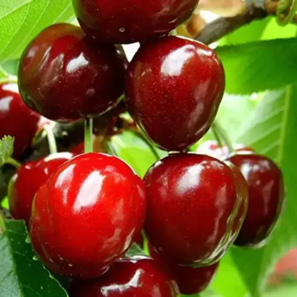 Malyan_Cherry_Grafted_Hybrid_Fruit_Plant