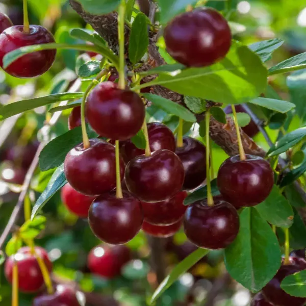 Malyan_Cherry_Grafted_Hybrid_Fruit_Plant