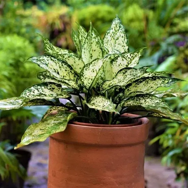 Aglaonema_Snow_White_For_Home_Garden