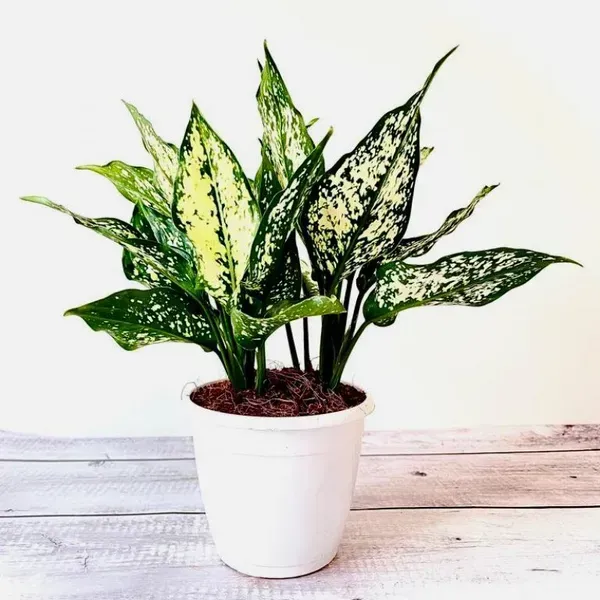 Aglaonema_Snow_White_For_Home_Garden