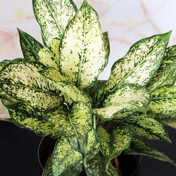 Aglaonema_Snow_White_For_Home_Garden