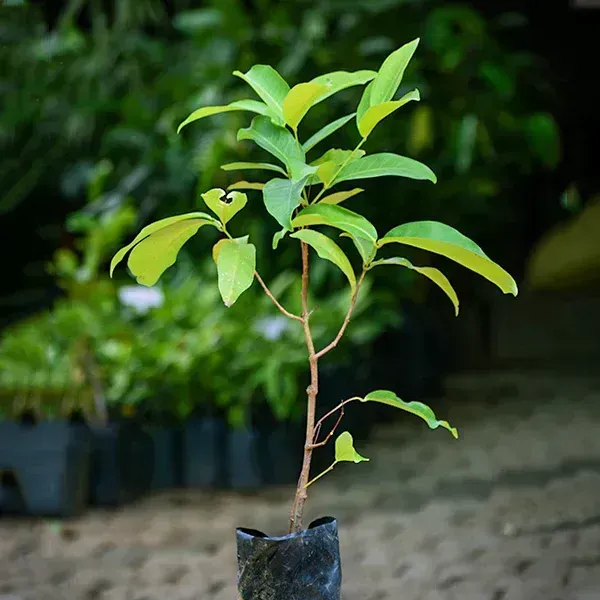 Dalhari_Sweet_Water_Apple_Grafted_Fruit_Plant