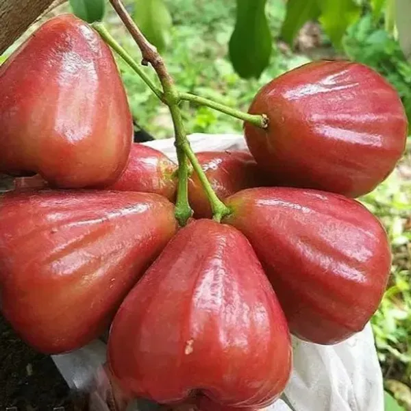 Dalhari_Sweet_Water_Apple_Grafted_Fruit_Plant