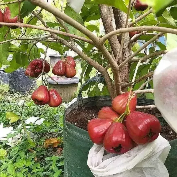 Dalhari_Sweet_Water_Apple_Grafted_Fruit_Plant