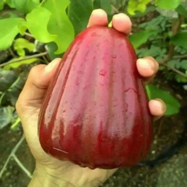 Dalhari_Sweet_Water_Apple_Grafted_Fruit_Plant