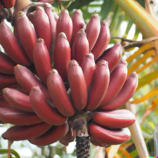 Tissu_Cultures_Red_Banana_Fruit_Plant