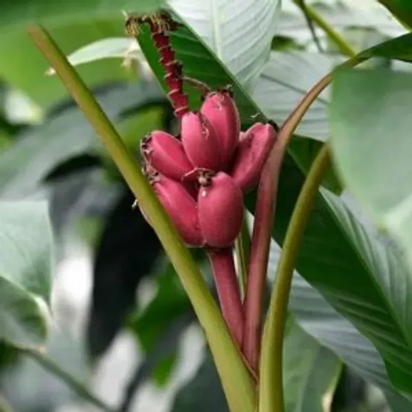 Tissu_Cultures_Red_Banana_Fruit_Plant