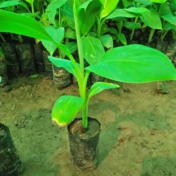 Tissu_Cultures_Red_Banana_Fruit_Plant