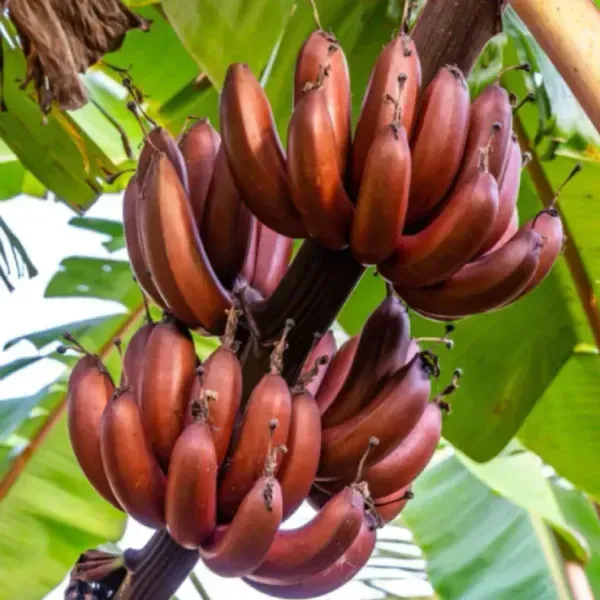 Tissu_Cultures_Red_Banana_Fruit_Plant