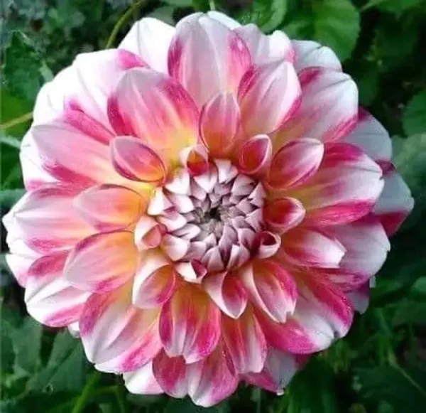Dahlia_Flower_Plant_Variegated_White
