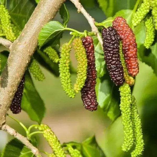 Red_Long_Mull_Berry_Fruit_Plant