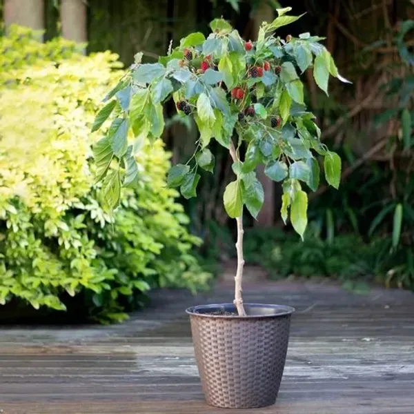 Red_Long_Mull_Berry_Fruit_Plant