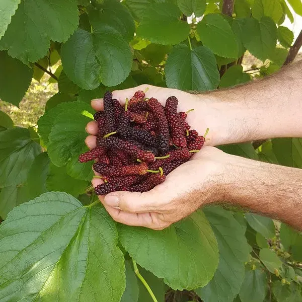 Red_Long_Mull_Berry_Fruit_Plant