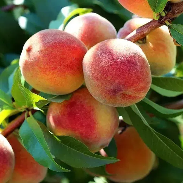 Peach_Grafted_Hybrid_Fruit_Plant