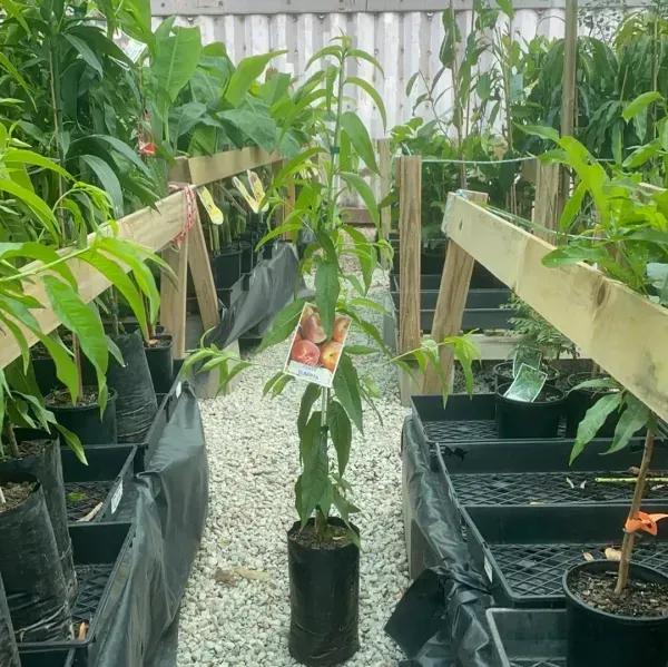 Peach_Grafted_Hybrid_Fruit_Plant