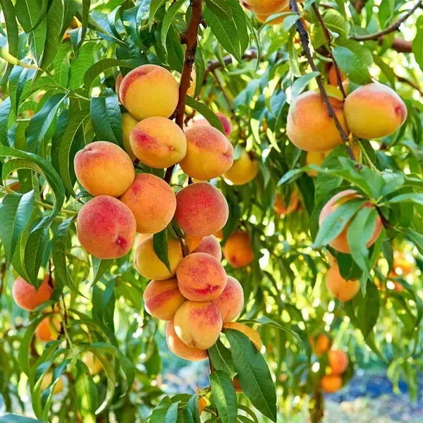 Peach_Grafted_Hybrid_Fruit_Plant