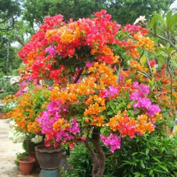 Multigrafted_Bougainvillea_Flower_Plant_5_Colour
