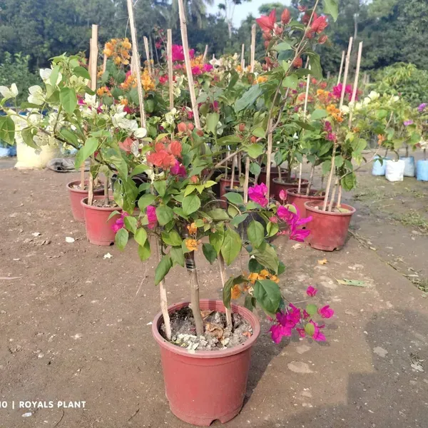 Multigrafted_Bougainvillea_Flower_Plant_5_Colour