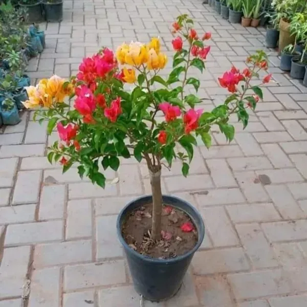 Multigrafted_Bougainvillea_Flower_Plant_5_Colour