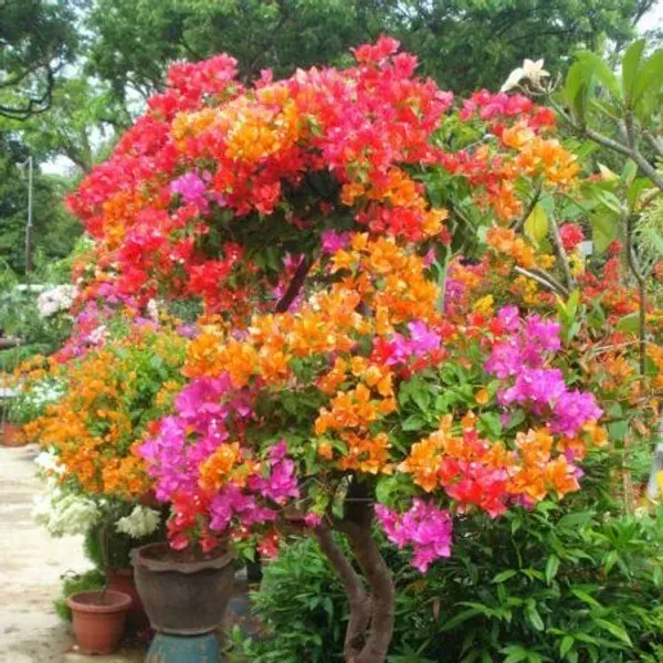 Multigrafted_Bougainvillea_Flower_Plant_5_Colour