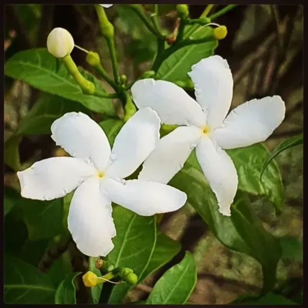 Indian_Jasmine_Flower_Plant_White