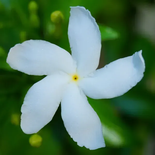 Indian_Jasmine_Flower_Plant_White