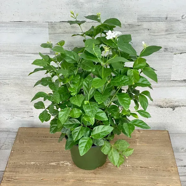 Indian_Jasmine_Flower_Plant_White