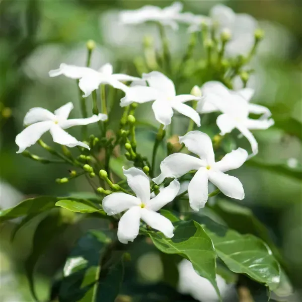 Indian_Jasmine_Flower_Plant_White