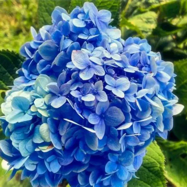 Hybrid_Hydrangea_Flower_Plants_Blue