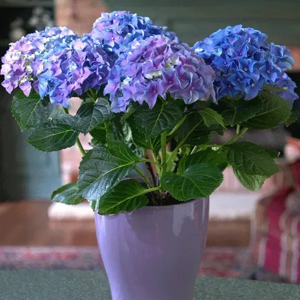 Hybrid_Hydrangea_Flower_Plants_Blue