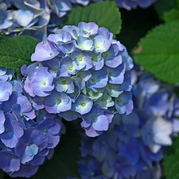 Hybrid_Hydrangea_Flower_Plants_Blue
