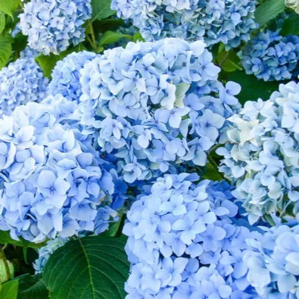 Hybrid_Hydrangea_Flower_Plants_Blue