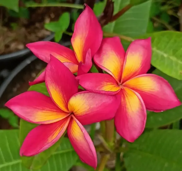 Dwarf_Variety_Pulmeria_Flower_Plant