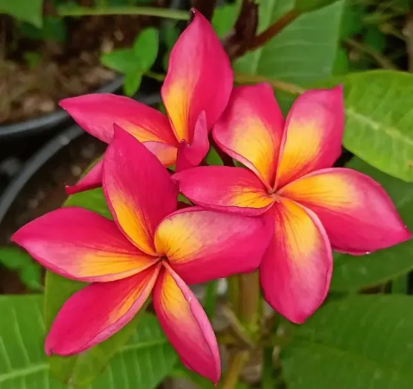 Dwarf_Variety_Pulmeria_Flower_Plant