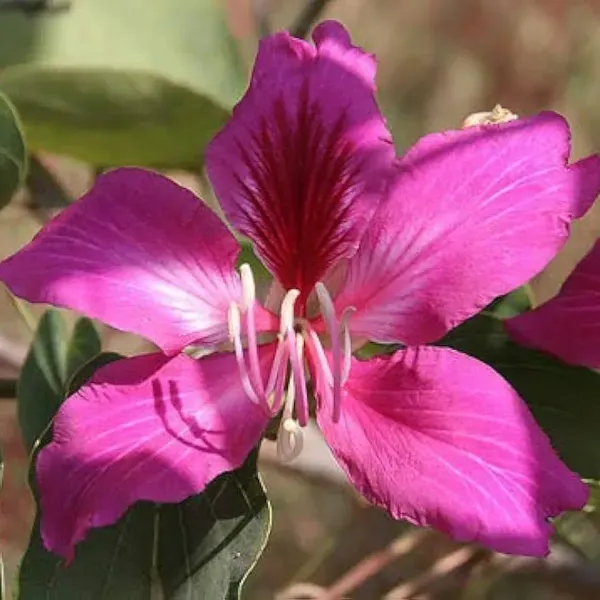Bauhinia_Acuminata_Kanchan_Flower_Plant_Purple