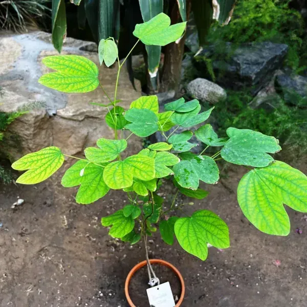 Bauhinia_Acuminata_Kanchan_Flower_Plant_Purple