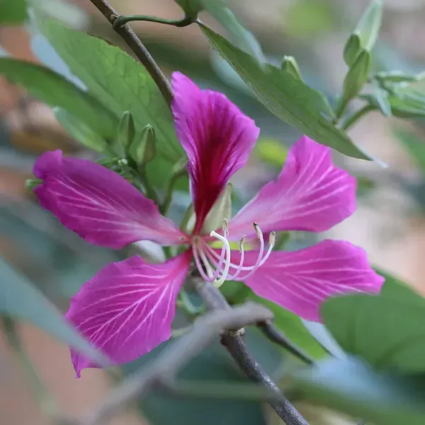 Bauhinia_Acuminata_Kanchan_Flower_Plant_Purple