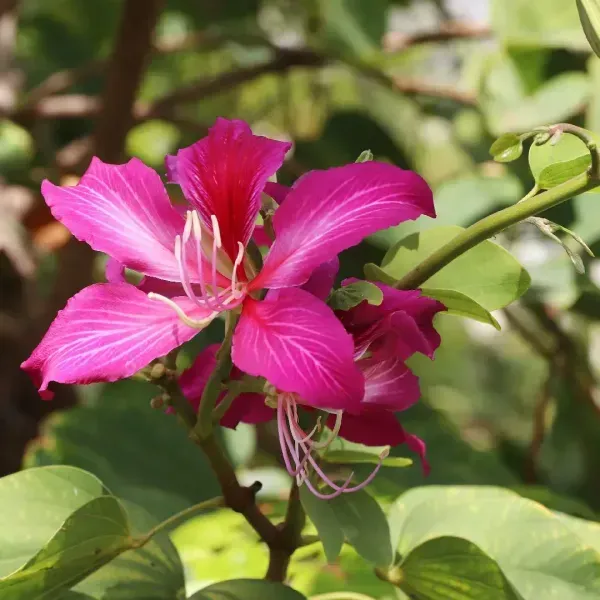 Bauhinia_Acuminata_Kanchan_Flower_Plant_Purple
