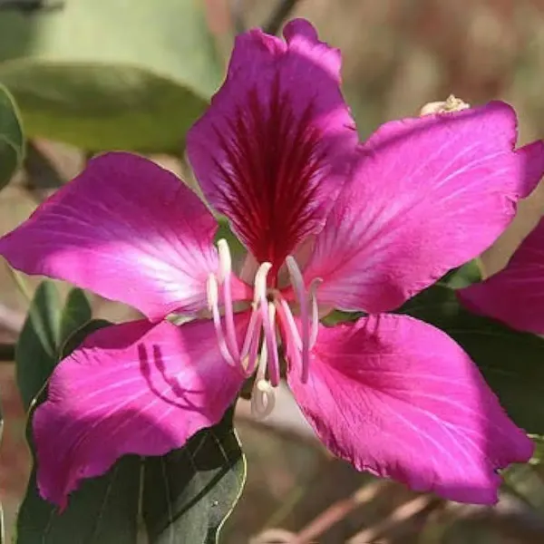 Bauhinia_Acuminata_Kanchan_Flower_Plant_Purple