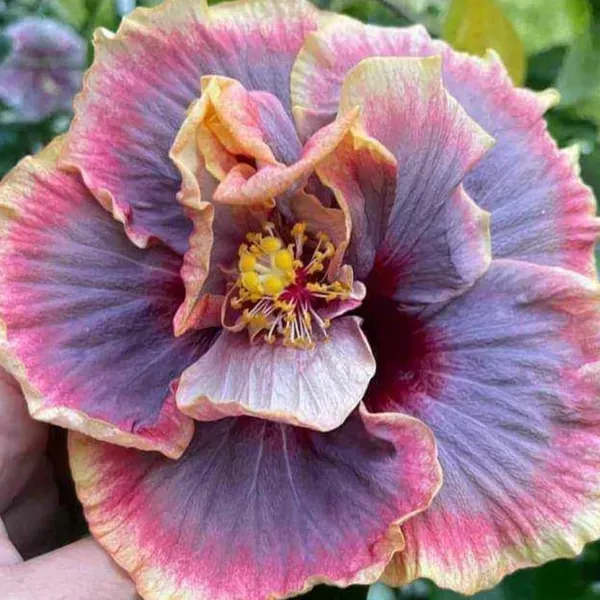 Double_Petal_Variety_Grafted_Hibiscus_Flower_Plant