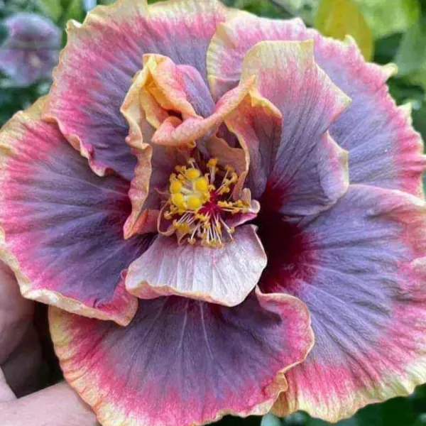 Double_Petal_Variety_Grafted_Hibiscus_Flower_Plant