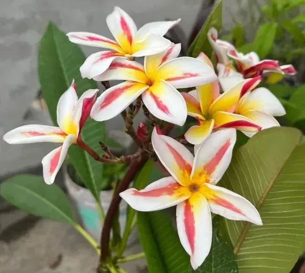 Dwarf_Variety_Pulmeria_Flower_Plant